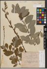 Foto von Salix caprea L. x Salix cinerea L.
